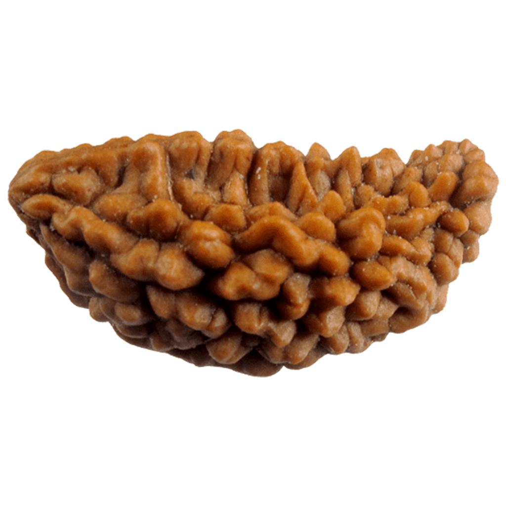1 mukhi