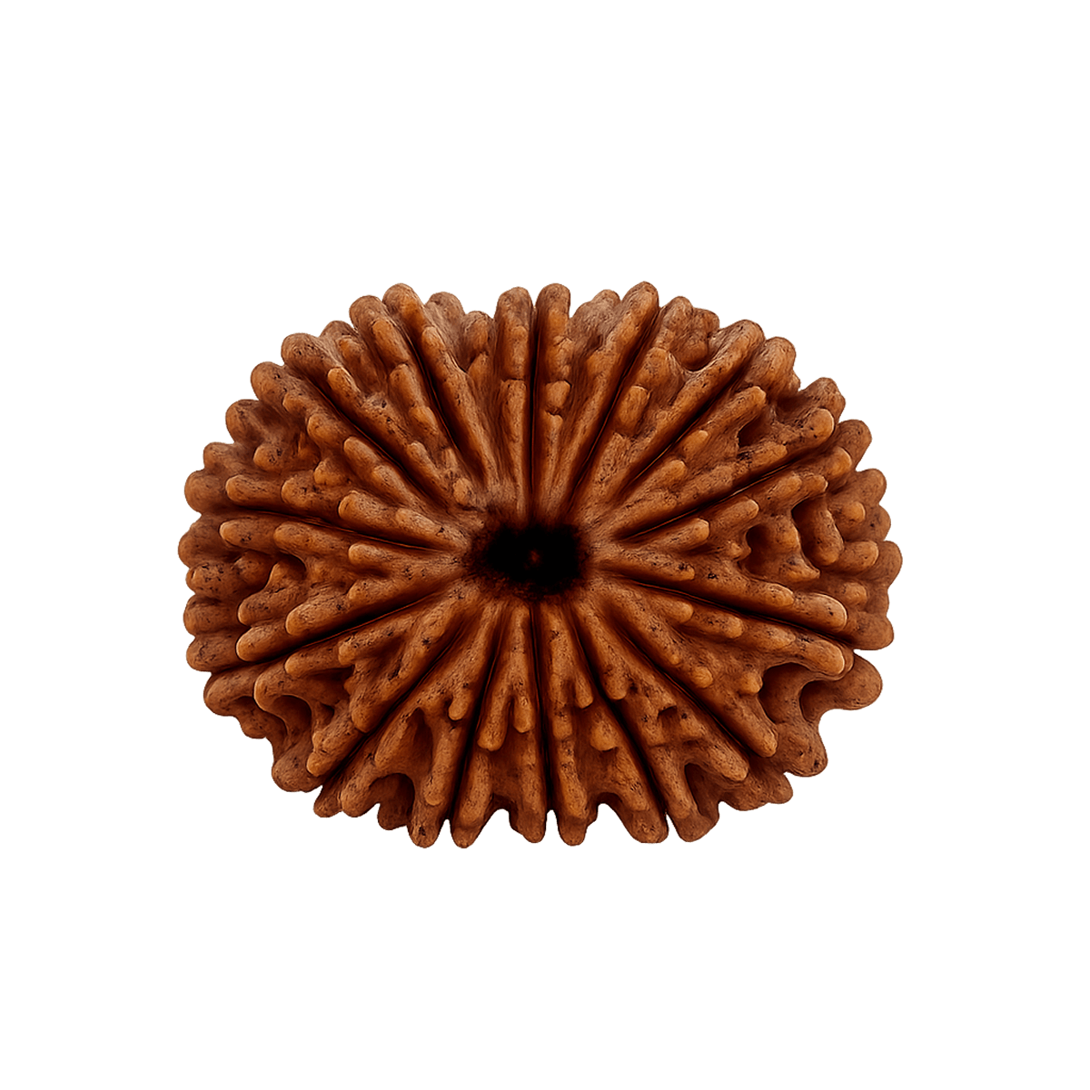 14 mukhi