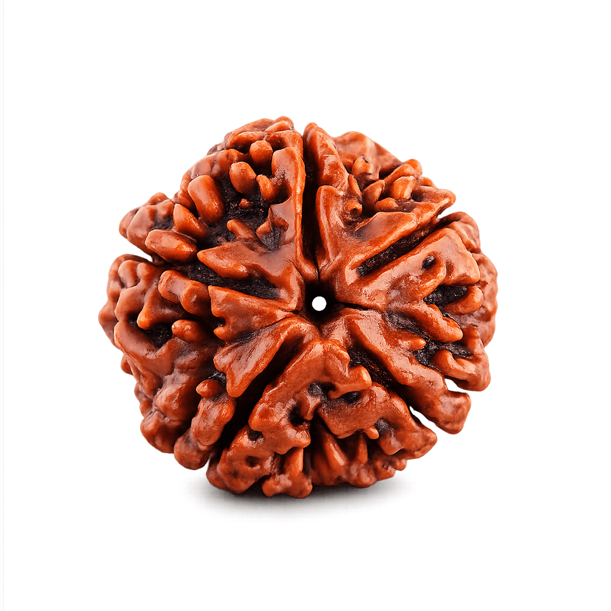 5 mukhi