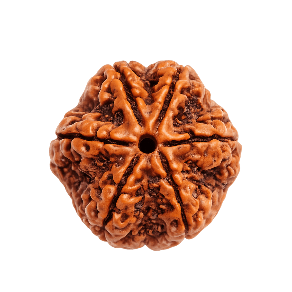 6 mukhi