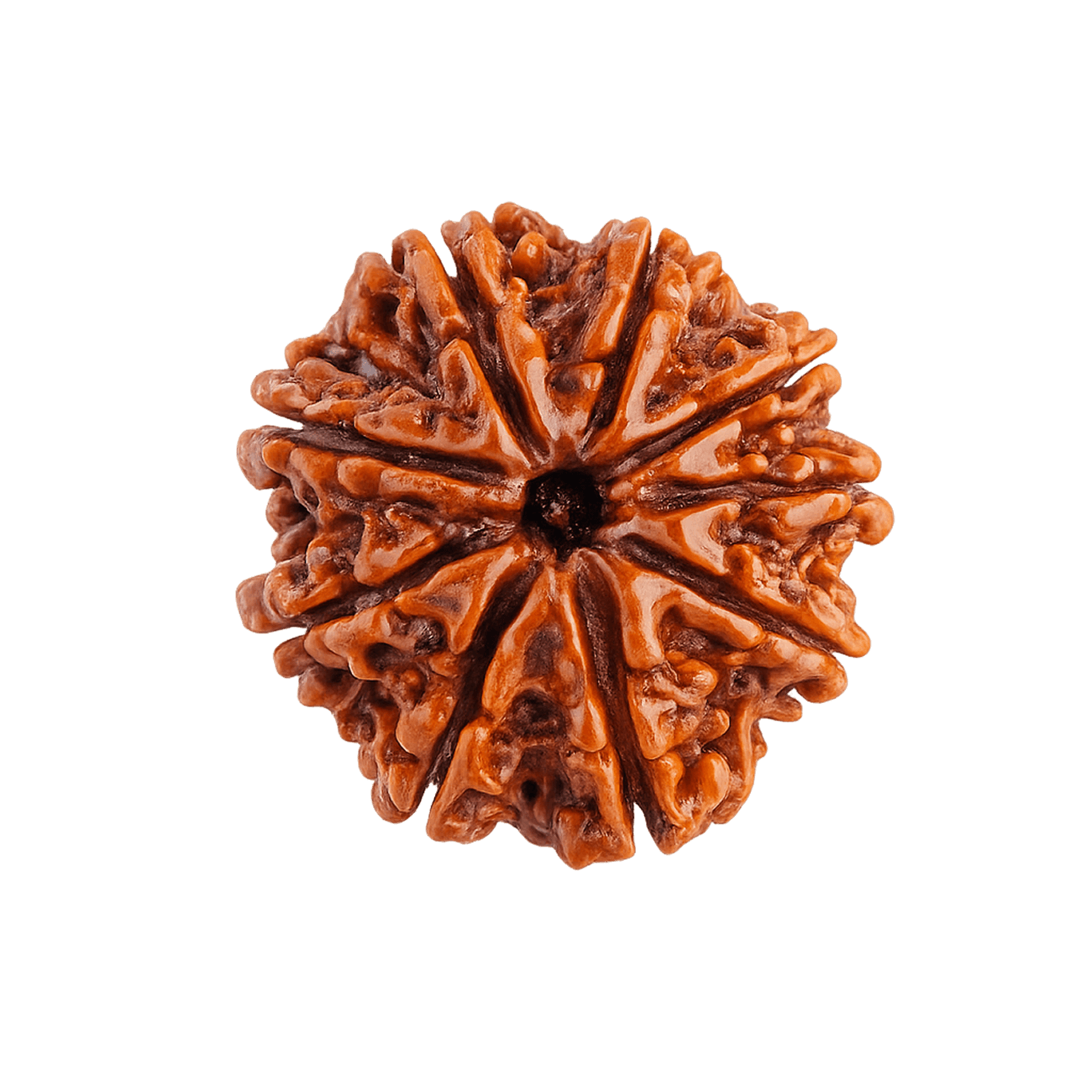 9 mukhi