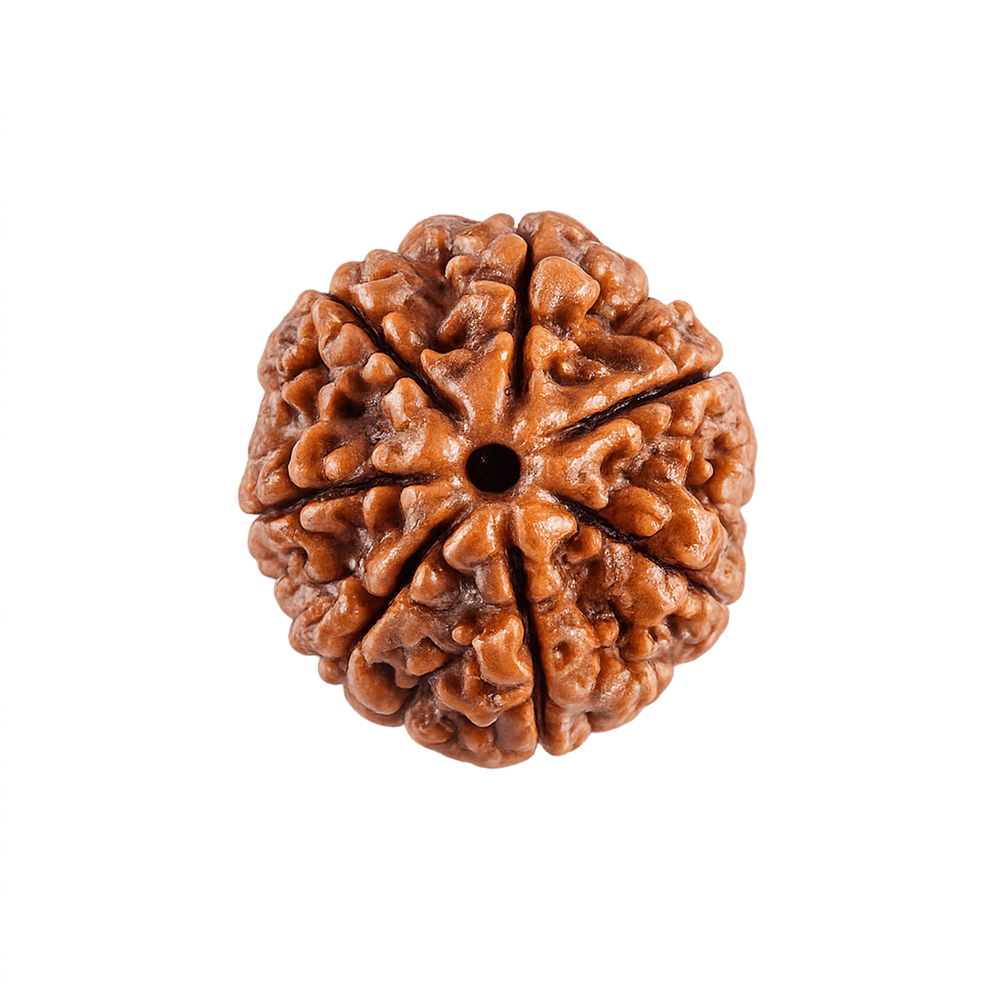 7 mukhi