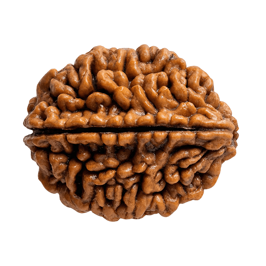 2 mukhi