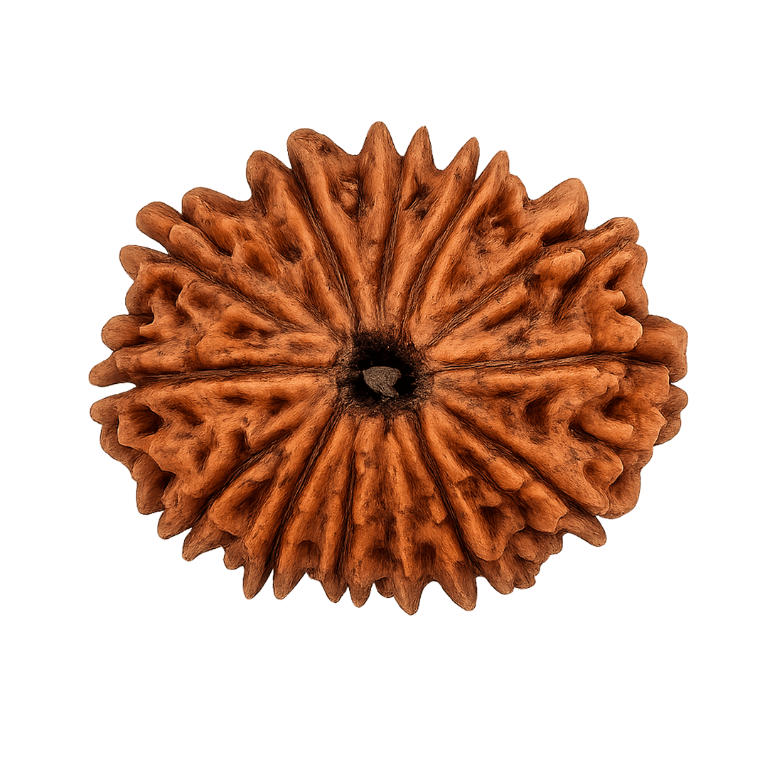 13 mukhi