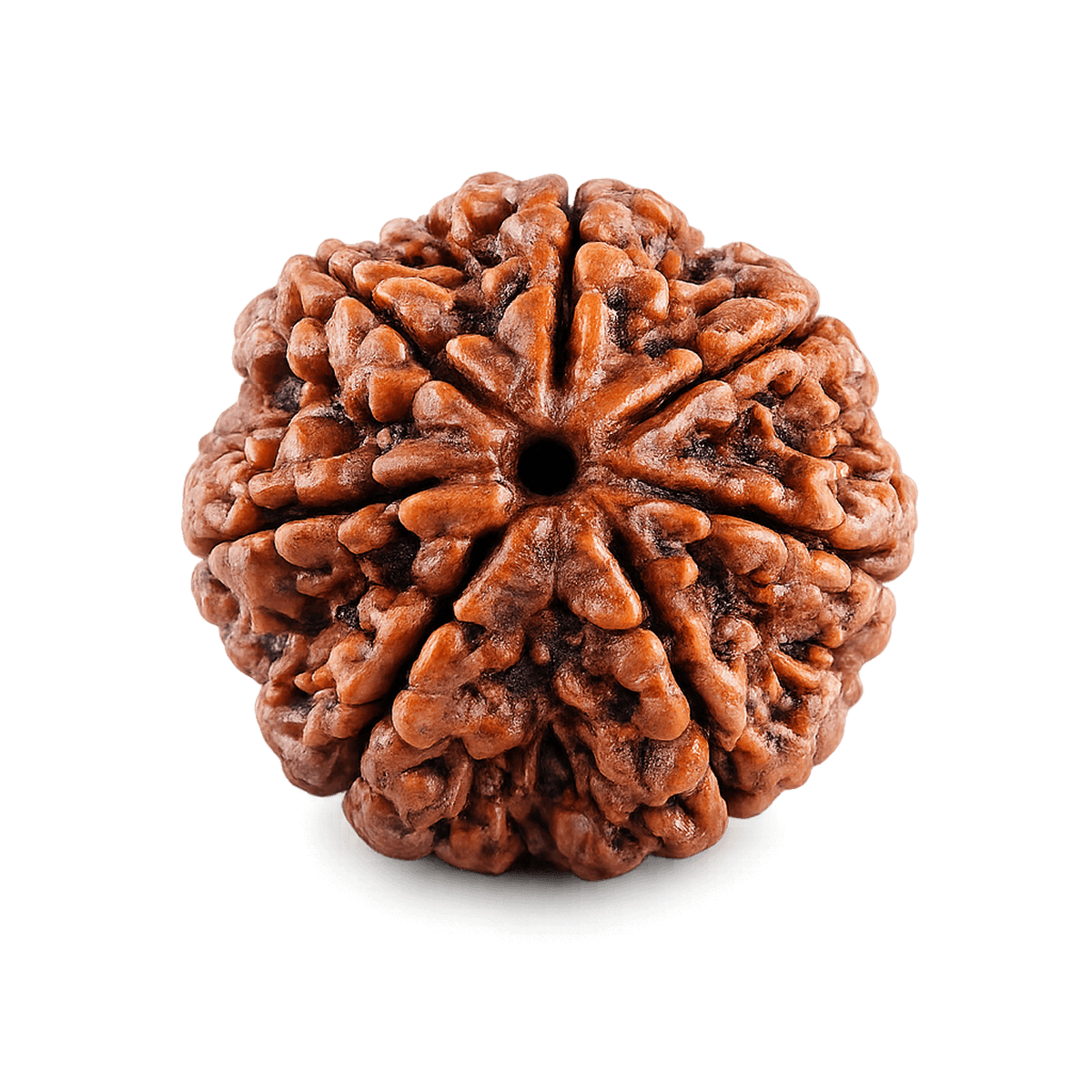8 mukhi